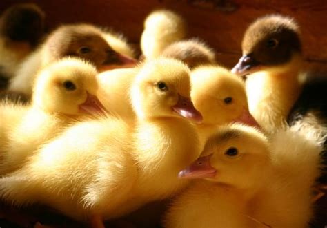 Baby Ducks Are Just So Cute Little Reasons To Smile Reasons To