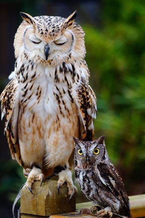 Les 100 Photos De Hiboux Les Plus Belles De Tous Les Temps Owl