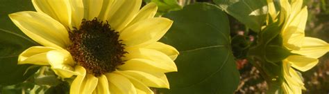Valentine Sunflower Sunflowers Tips