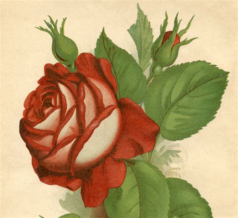 Red Rose Vintage Printable The Graphics Fairy