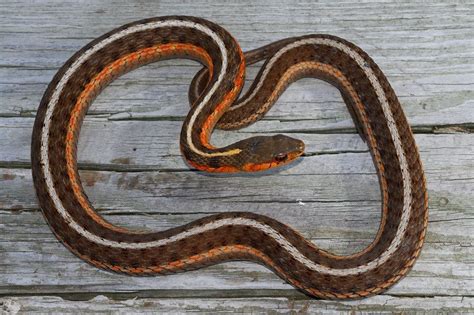 Eastern Garter Snake Thamnophis Sirtalis Snake Reptiles Snake Lovers