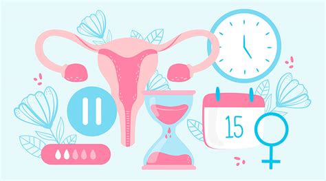 Comprende Las Fases Del Ciclo Menstrual Con Loop