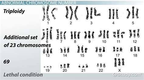 Abnormal Chromosome Number And Structure Lesson