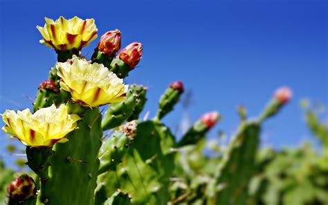 Cactus Flower Bokeh Desert Wallpapers Hd Desktop And Mobile