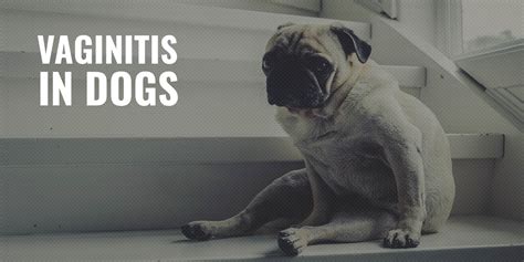 Vaginitis In Dogs Definition Symptoms Prevention Treatment And Faqs
