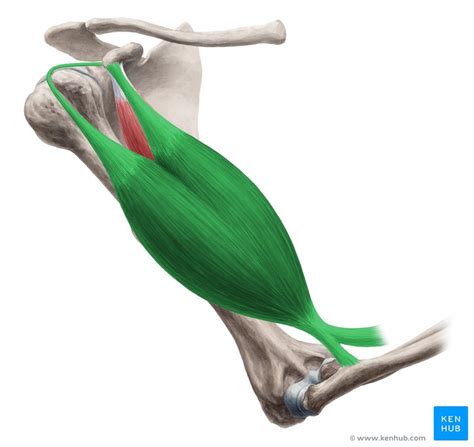 Muscles That Move The Elbow Joint Flashcards Memorang