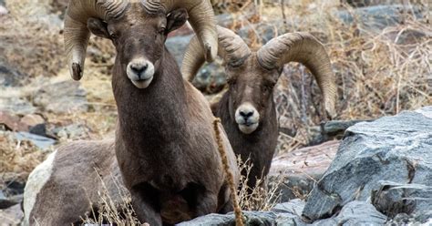 Historic Bighorn Sheep Herd To Be Celebrated During Festival In