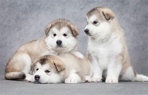 Jul 21, 2019 · alaskan malamute los angeles county, littlerock, ca id: Alaskan Malamute Puppies: Cute Pictures And Facts - DogTime