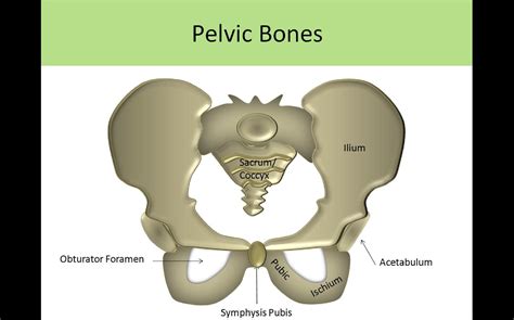 Anatomy Of The Pelvic Cavity 5 Facts About The Anatomy Of The Pelvic