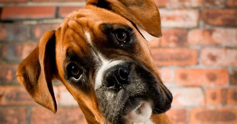 Britains Favourite Dogs In Pictures Top 100 Most Popular Breeds In