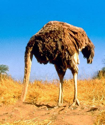 Contrary To Popular Belief Ostriches Do Not Bury Their