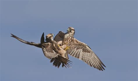 How To Photograph Raptors In Flight