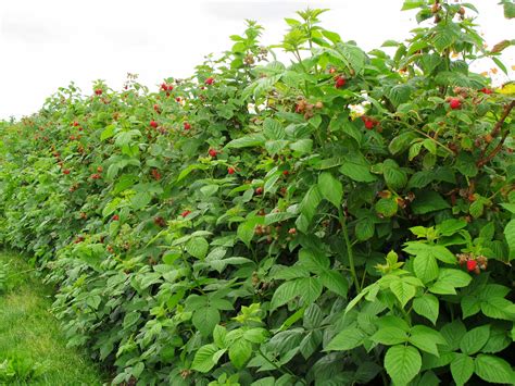 How To Plant Raspberry Bushes In Pots