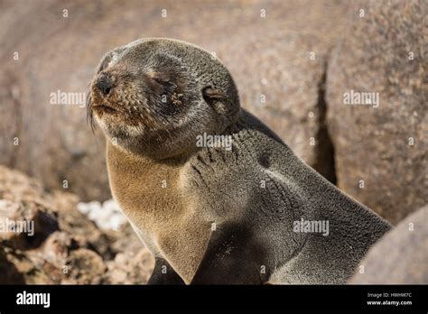 Australian Fur Seal Arctocephalus Pusillus Stock Photo Alamy
