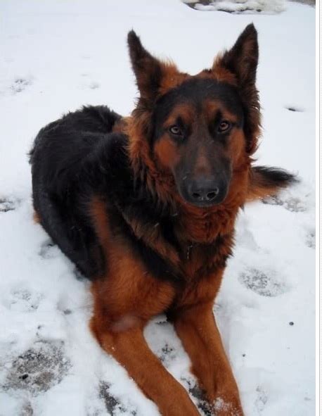 Black And Tan Vs Black And Red Page 2 German Shepherd Dog Forums