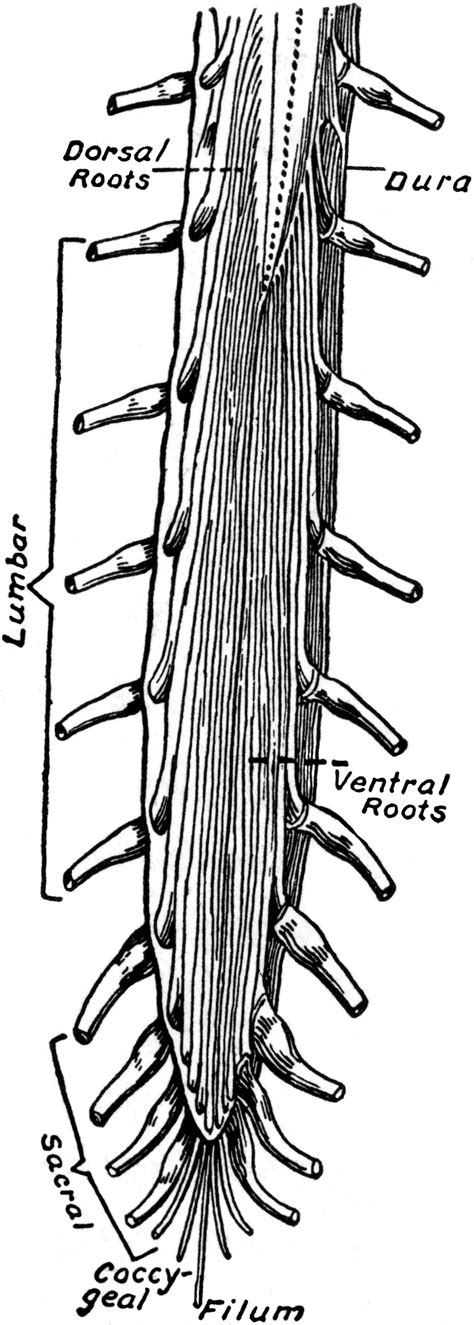 Human Spine Spinal Cord