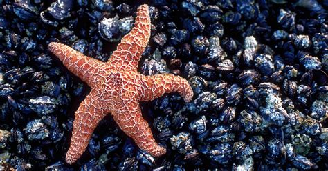 50 Best Ideas For Coloring Star Of The Sea