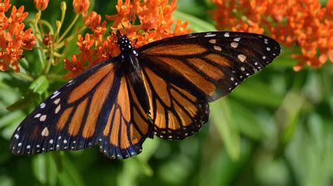 About Butterflies Smithsonian Gardens