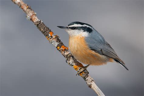 Check spelling or type a new query. Red Breasted Nuthatch | Coniferous Forest