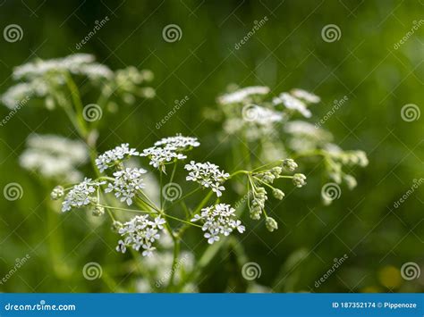 Close Up Of White Meadow Flowerscow Parsley Blooming In The Field In