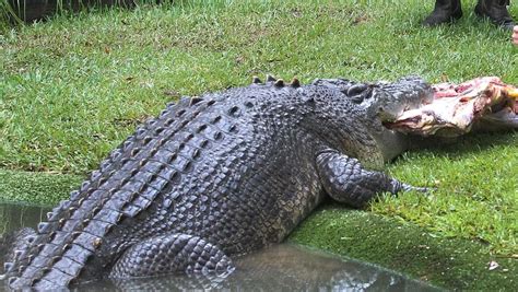 Worlds Biggest Sea Crocodile Discovered Herald Sun