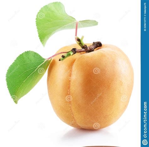 Ripe Apricot With Leaves Isolated On The White Background Stock Image