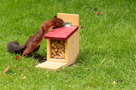 1920x1080 Wallpaper Brown Squirrel And Brown Wooden Box Peakpx