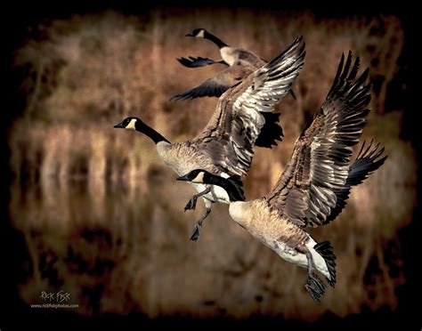 Flying Flock Of Canada Geese Photograph By Rick Fisk