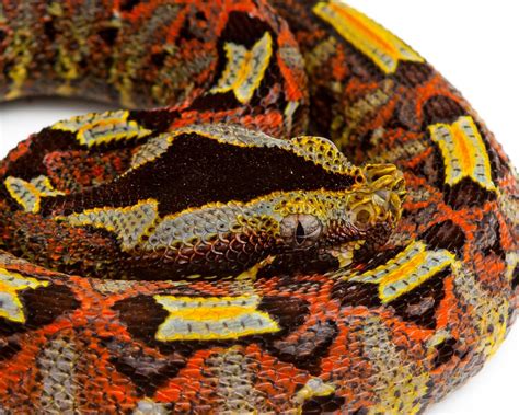 I Took A Photo Of A Rhinoceros Viper Bitis Nasicornis One Of The