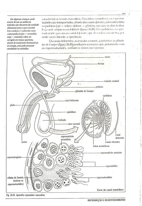 Imagem Sistema Reprodutor Masculino