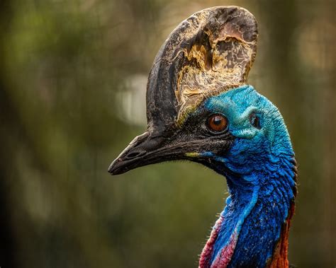 The Cassowaries Where To Find Them She Is Wanderlust Travel Blog