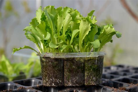 Growing Lettuce From Seed In Pots Saras Kitchen Garden