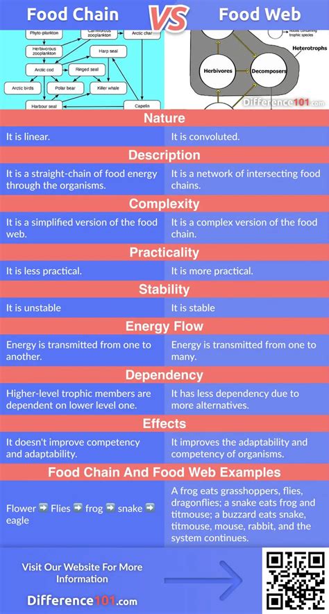 Food Chain Vs Food Web Top 8 Differences And Examples Difference 101