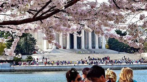 The Greatest Cherry Blossom Washington Dc Selfie Cherry Blossom Greatful Blossom