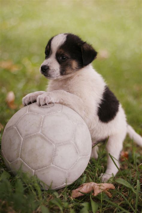 Soccer Puppy By Sydie On Deviantart