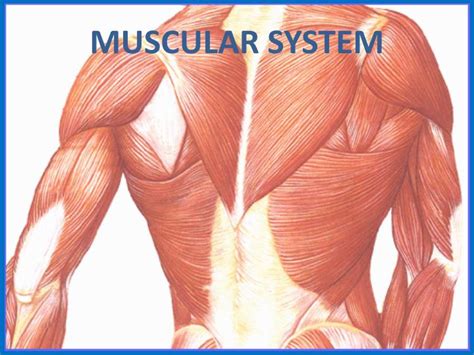 Ppt Muscular System Powerpoint Presentation Free Download Id2333578