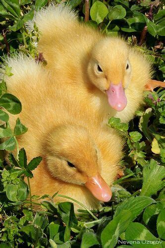 Things I Love About Golden Baby Ducks Duck And Ducklings Cute