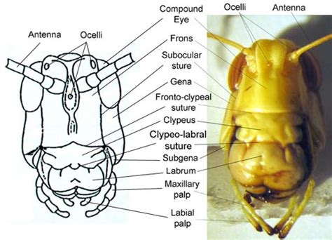Insect Head Diagram