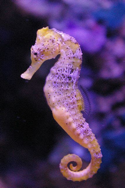 Real Purple Seahorses Recent Photos The Commons Getty Collection