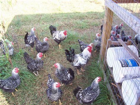 Silver Laced Wyandottes 5 Week Started Pullets The Georgia Mad Hatcher