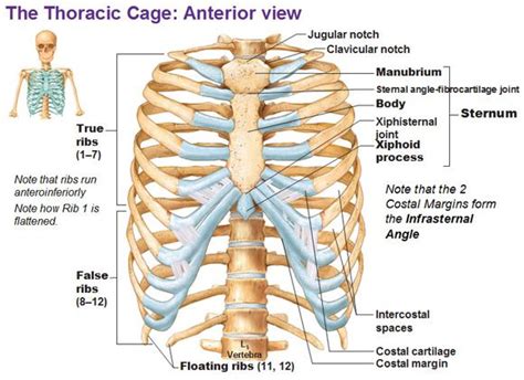 The rib cage is found in the chest area. Thoracic Cage - (rib cage anatomy) The rib cage, shaped in a mild cone shape and more flexible ...