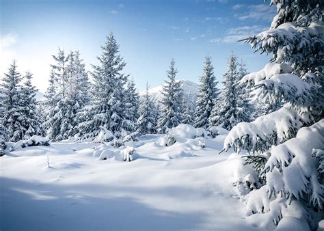 Winter Snow Scene Backdrop Snow Covered Forest Mountains Background