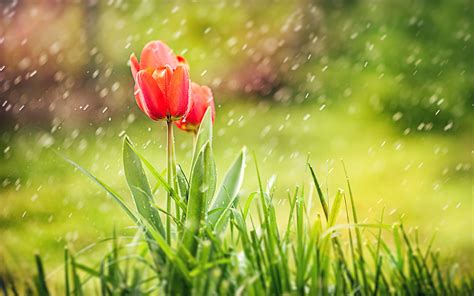 Tulip Rain Hd Hd Flowers 4k Wallpapers Images
