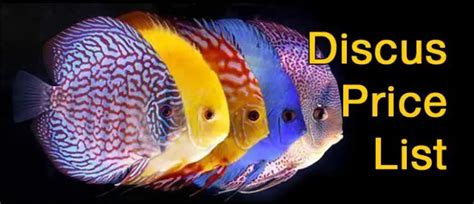 7 Reasons Why Are Discus Fish So Expensive Discus Price List Discus