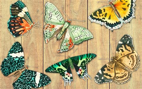 The Coffeeshop Blog Coffeeshop Goldsmith Butterflies Painted Designs
