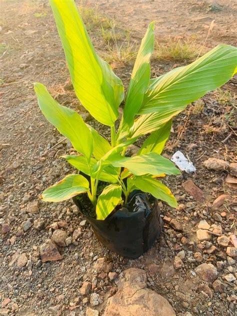 Black Turmeric Plant For Outdoor At Rs Piece In Pune Id