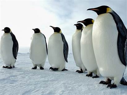 Penguins Wallpapers Penguin Desktop Emperor Animals Adelie
