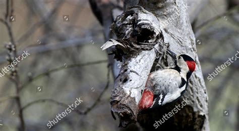 Syrian Woodpecker Dendrocopos Syriacus Looks Food Editorial Stock Photo