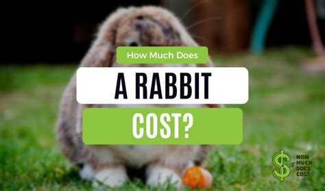 How Much Does A Rabbit Cost All You Need To Know