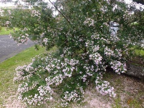 Plantfiles Pictures Virgilia Species Cape Lilac Tree In A Hurry